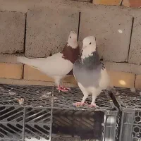 جفت طوقی ضمانتی