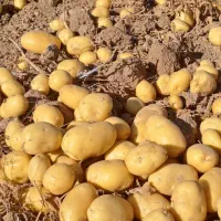 سیب زمینی اگریا مخصوص فست بود رستوران  چیپس و خلال