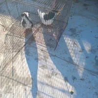 سلام دوتاچپ سیاه نروماده