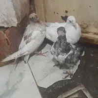 جوجه کفتر|پرنده|مشهد, کوی سیدی|دیوار