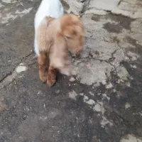 بزغاله نر نژدی|حیوانات مزرعه|بروجرد, |دیوار