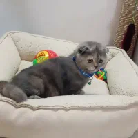 اسکاتیش فولد(گوش خمیده)|گربه|مشهد, بهشت|دیوار