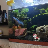 آکواریوم شیشه خم|ماهی|قم, شهرک امام حسن|دیوار