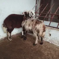 ۲ عدد ماده عتیقه|حیوانات مزرعه|سیمین شهر, |دیوار