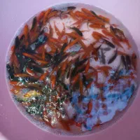 فروش طعمه ماهی قرمز