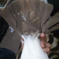 کبوتر دمبی و کله ای