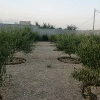 معاوضه باغی یاکارگاهی درکوچه زرین خودرو بامغازه|فروش زمین و ملک کلنگی|نجف‌آباد, دفاع مقدس|دیوار