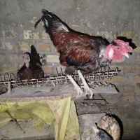 مرغ وخروس