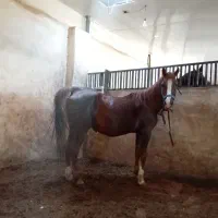 مادیون خوشگل