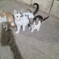 گربه
