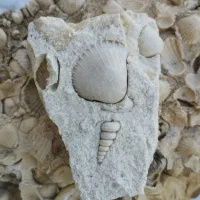 فسیل