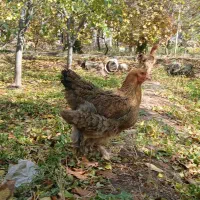 ۵ عدد مرغ برهما لایت و گولد|حیوانات مزرعه|آذرشهر, |دیوار