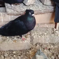 کبوتر صرب|پرنده|اصفهان, باغ زرشک|دیوار