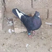 کبوتر رنگی