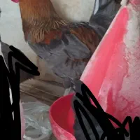 خروس چهل تاج + کبوتر پرشی