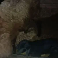 میش وبره افشاری