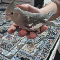 عروس هلندی بلدرچین ماهی آکواریوم گوپی  ۱۵۰  عدد|پرنده|علامرودشت, |دیوار