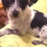 واگذاری سگ شیتزو رایگان