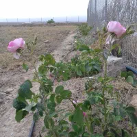 زمین فنس‌کشی ،محدوده کلاته سالار/۱۰۰متری شهرک ملی|فروش دفتر صنعتی، کشاورزی، تجاری|سبزوار, قصبه شرقی|دیوار