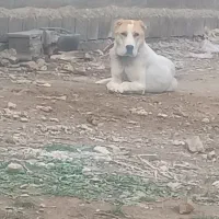 توله آلابای خراسانی ماده