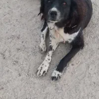 سگ قهدریجانی ماده