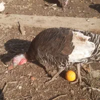 دو عدد بقلمون ماده