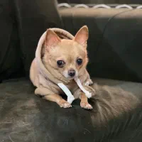 سگ شیواوا جهت کشش فروشی نیست