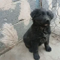 توله قدرجونی