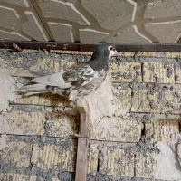 شهری یال چپ خوشرنگ