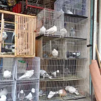 کفتر دوجفت.چپ.طوقی.یهودی