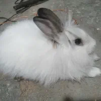 خرگوش|موش و خرگوش|مهاباد (آذربایجان غربی), |دیوار