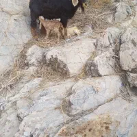 فروش بز
