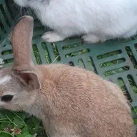 خرگوش نر و ماده