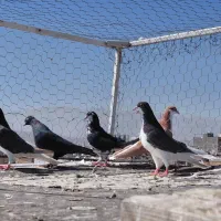 کفتر|پرنده|شیراز, کوشک میدان|دیوار