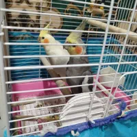 عروس هلندی مولد