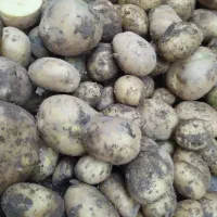 سیب زمینی نژاد آگریا|عمده‌فروشی|هشترود, |دیوار