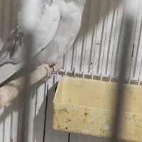 عروس البنو زیبا نر|پرنده|قم, علی آباد سعدگان|دیوار