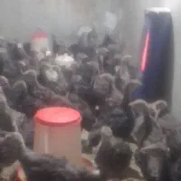 جوجه بوقلمون برنزه ۵۰روزه واکسن خورده سالم بشرط