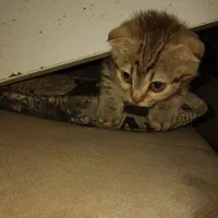 گربه نر ۳ ماهه و نیم بازیگوش