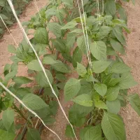 کارگر گلخانه