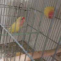 برزیلی عروس فنچ|پرنده|فردیس, ثابتی|دیوار