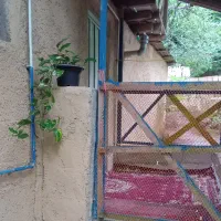 سوییت جنگلی