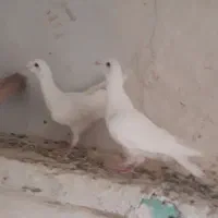 کبوتر کفتر قم