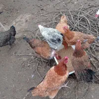 فروش مرغ محلی وگلپایگان و جوجه یکماه و نیم آمروک|حیوانات مزرعه|لشت نشا, |دیوار