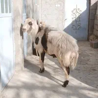 بره قوچ درجه یک افشار پلنگی