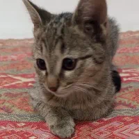 واگذاری بچه گربه ۳ ماهه