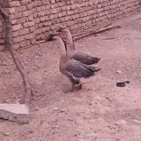 فروش یک جفت قوقاز اصل|حیوانات مزرعه|اسدآباد, |دیوار