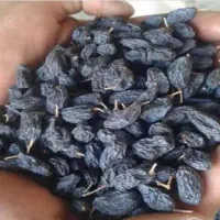 مویز سیاه دشمن زیاری