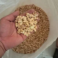 بادام زمینی، خارجی|خوردنی و آشامیدنی|اصفهان, دشتستان|دیوار