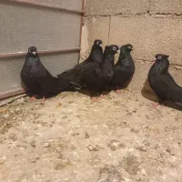 فروشی|پرنده|منج, |دیوار